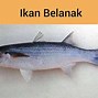 Ikan Tongkol Taiwan